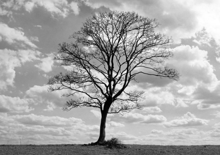 Cloudy Landscape Tree Grist Mill Historic Mill Rural Stone Mountain